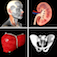 Anatomy Quiz Pro